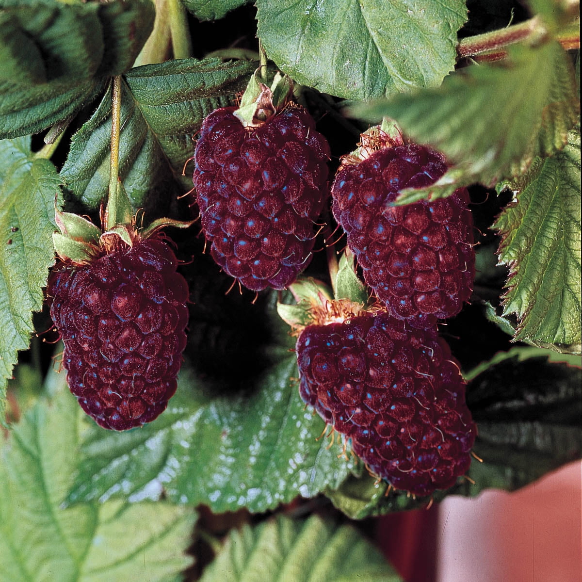 Thornless Boysenberry Dormant Bare Root Fruit Bearing Starter Plants - 2 starter plants per offer