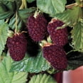 thumbnail image 1 of Thornless Boysenberry Dormant Bare Root Fruit Bearing Starter Plants - 2 starter plants per offer, 1 of 3