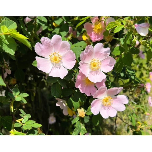 Thornless Dog Brier Rose Seeds, Rosa Canina inermis, Cotton Candy Pink Flower, Fragrant Bush