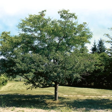 Thornless Honeylocust 'Gledistia Triacanthos var. inermis' - 1 Gallon