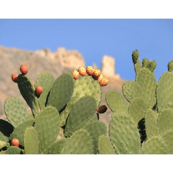 Thornless Prickly Pear Live Plant, Hardy Cactus for Outdoor or Indoor Growing in 4 Inc Pot