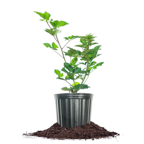 Thornless Triple Crown Blackberry Bush 3 Gallon