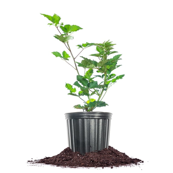 Thornless Triple Crown Blackberry Bush 3 Gallon