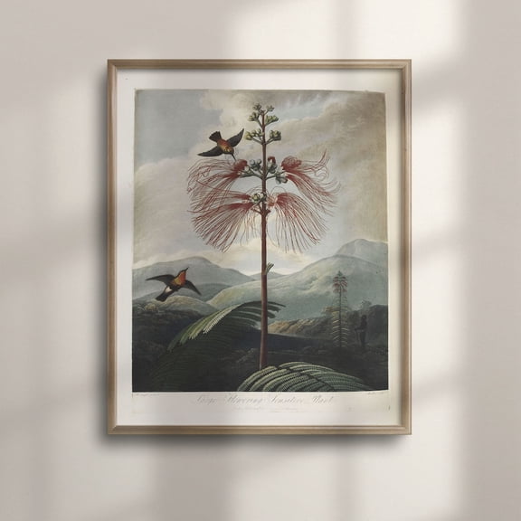 Thornton Botanical Wall Art Print Victorian Bird And Flower Decor