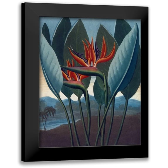 Thornton, Dr R 12x14 Black Modern Framed Museum Art Print Titled - Strelizia