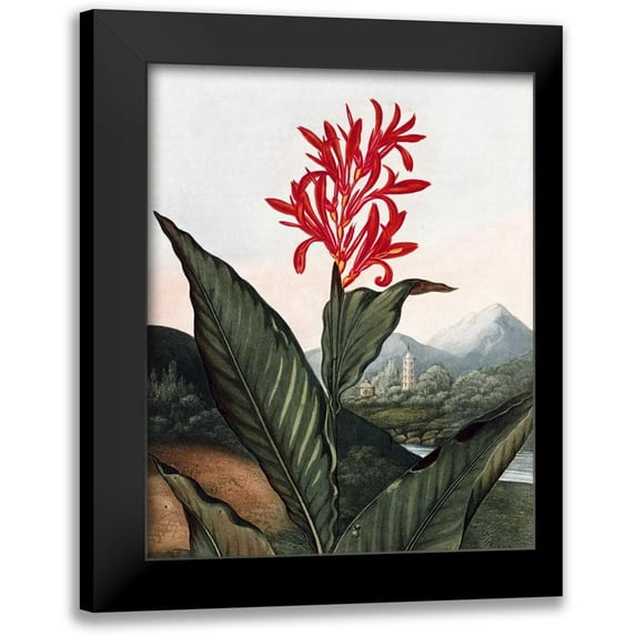 Thornton, Dr R 15x18 Black Modern Framed Museum Art Print Titled - Indian Reed