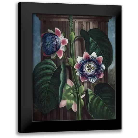 Thornton, Dr R 20x24 Black Modern Framed Museum Art Print Titled - Quadrangular Passion Flower