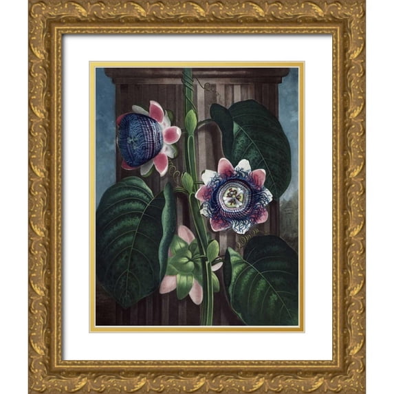 Thornton, Dr R 20x24 Gold Ornate Wood Framed with Double Matting Museum Art Print Titled - Quadrangular Passion Flower