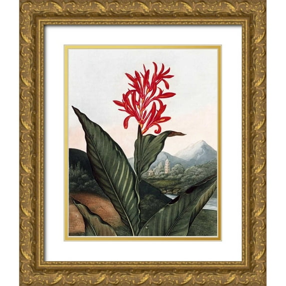 Thornton, Dr R 26x32 Gold Ornate Wood Framed with Double Matting Museum Art Print Titled - Indian Reed