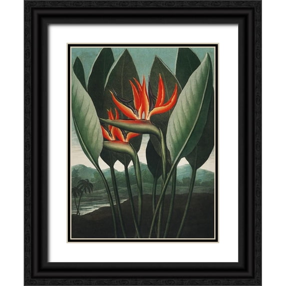 Thornton, Dr. Robert J. 15x18 Black Ornate Wood Framed with Double Matting Museum Art Print Titled - Temple of Flora IV