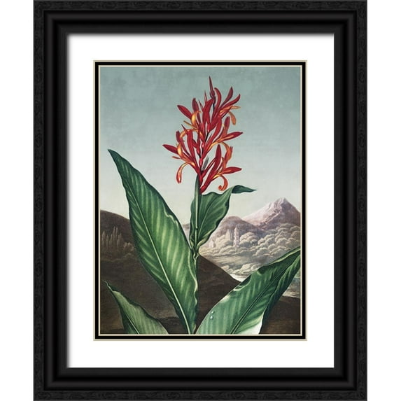 Thornton, Dr. Robert J. 19x24 Black Ornate Wood Framed with Double Matting Museum Art Print Titled - Temple of Flora I