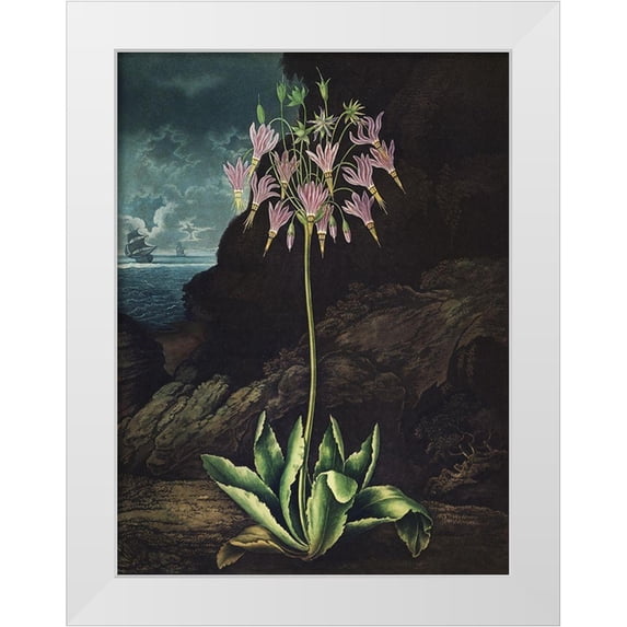 Thornton, Dr. Robert J. 19x24 White Modern Wood Framed Museum Art Print Titled - Temple of Flora II