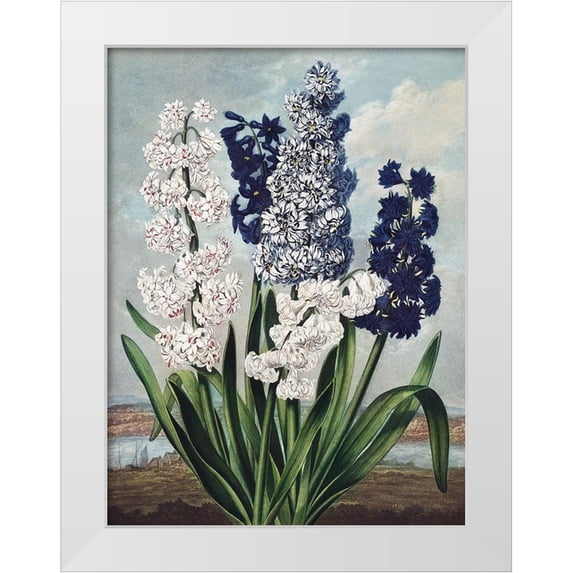 Thornton, Dr. Robert J. 19x24 White Modern Wood Framed Museum Art Print Titled - Temple of Flora XII