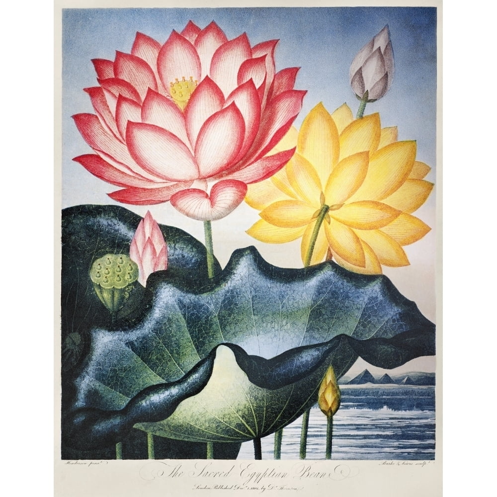 Thornton Lotus Flower. N'The Sacred Egyptian Bean ' Or Lotus Flowers