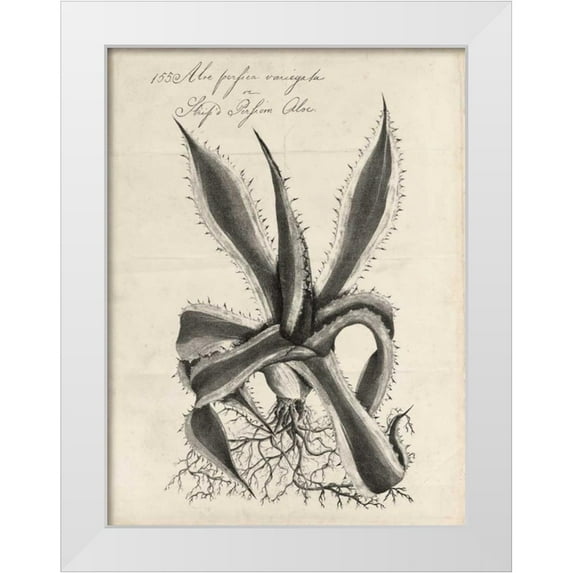 Thornton, Robert J. 19x24 White Modern Wood Framed Museum Art Print Titled - Thornton Succulents III