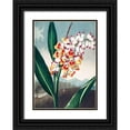 thumbnail image 1 of Thornton, Robert John 11x14 Black Ornate Wood Framed with Double Matting Museum Art Print Titled - The Nodding Renealmia from The Temple of Flora, 1 of 4