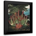 thumbnail image 1 of Thornton, Robert John 12x14 Black Modern Framed Museum Art Print Titled - The Maggot Bearing Stapelia from The Temple of Flora, 1 of 5