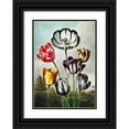 thumbnail image 1 of Thornton, Robert John 14x18 Black Ornate Wood Framed with Double Matting Museum Art Print Titled - Tulips from The Temple of Flora, 1 of 4