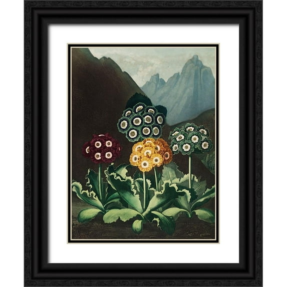 Thornton, Robert John 15x18 Black Ornate Wood Framed with Double Matting Museum Art Print Titled - A Group of Auriculas from The Temple of Flora