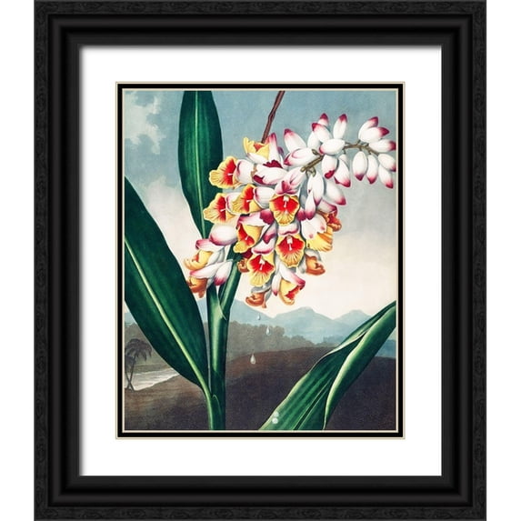 Thornton, Robert John 15x18 Black Ornate Wood Framed with Double Matting Museum Art Print Titled - The Nodding Renealmia from The Temple of Flora