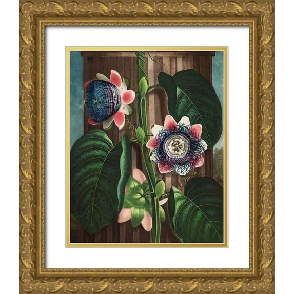 Thornton, Robert John 15x18 Gold Ornate Wood Framed with Double Matting Museum Art Print Titled - The Quadrangular Passion Flower from The Temple of Flora