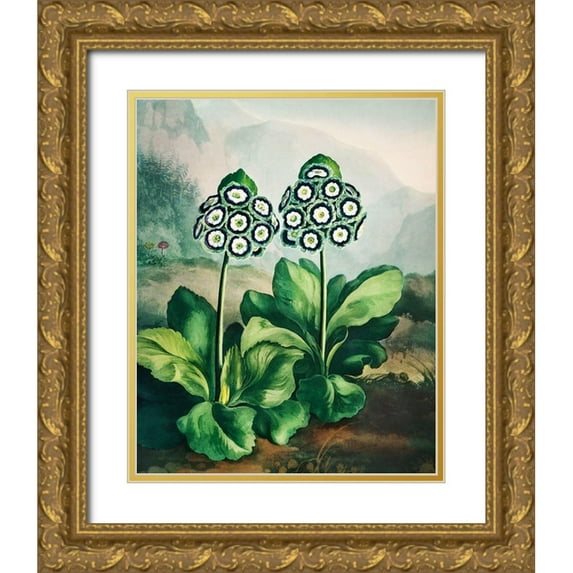 Thornton, Robert John 15x18 Gold Ornate Wood Framed with Double Matting Museum Art Print Titled - A Group of Auriculas from The Temple of Flora