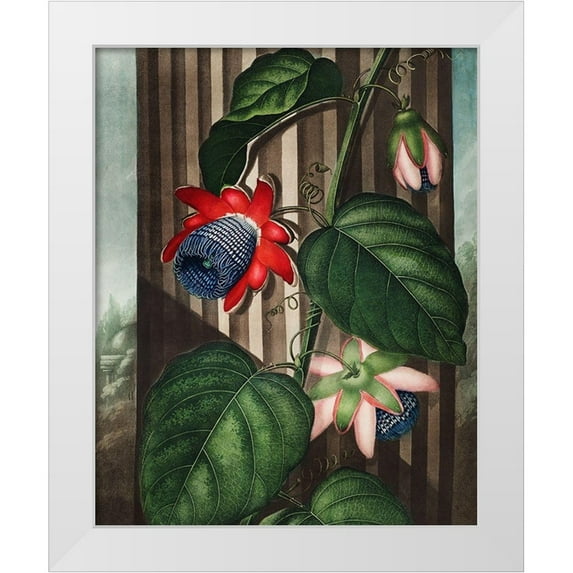 Thornton, Robert John 15x18 White Modern Wood Framed Museum Art Print Titled - The Winged Passion-Flower from The Temple of Flora