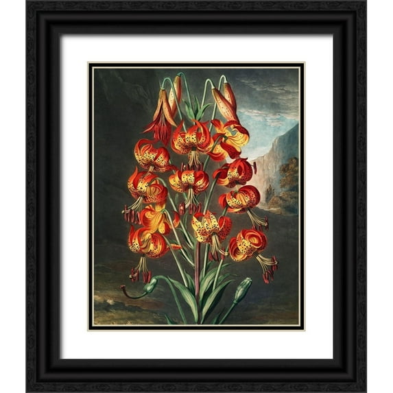 Thornton, Robert John 20x24 Black Ornate Wood Framed with Double Matting Museum Art Print Titled - The Superb Lily from The Temple of Flora