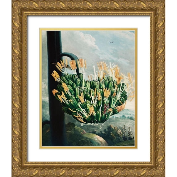 Thornton, Robert John 20x24 Gold Ornate Wood Framed with Double Matting Museum Art Print Titled - The Aloe from The Temple of Flora