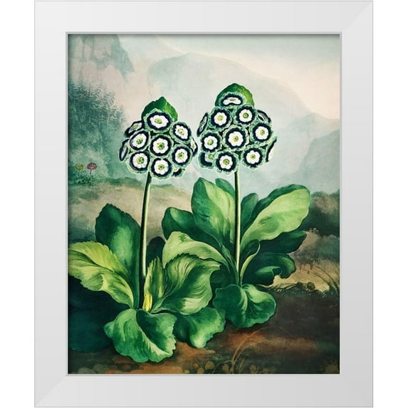 Thornton, Robert John 26x32 White Modern Wood Framed Museum Art Print Titled - A Group of Auriculas from The Temple of Flora