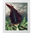thumbnail image 1 of Thornton, Robert John 26x32 White Modern Wood Framed Museum Art Print Titled - The Dragon Arum from The Temple of Flora, 1 of 4