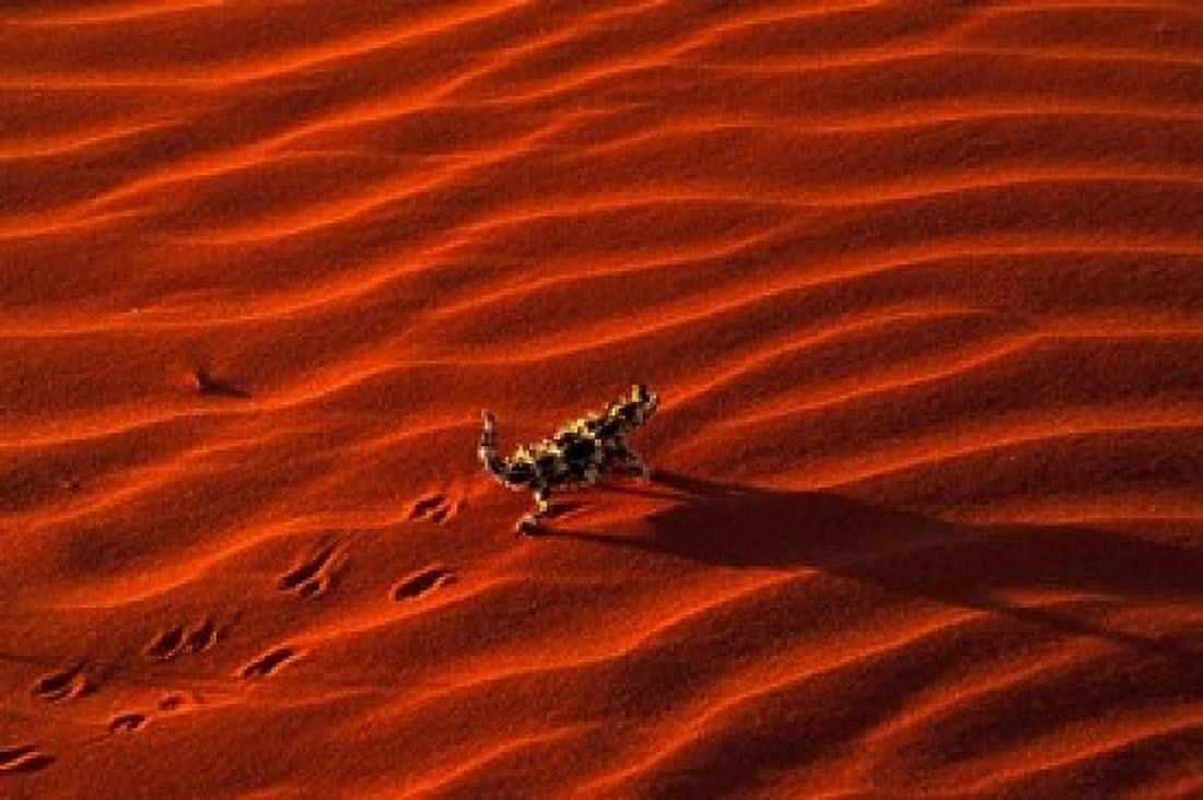 Thorny Devil Central Desert Australia Canvas Art - Gavriel Jecan DanitaDelimont (36 x 24)