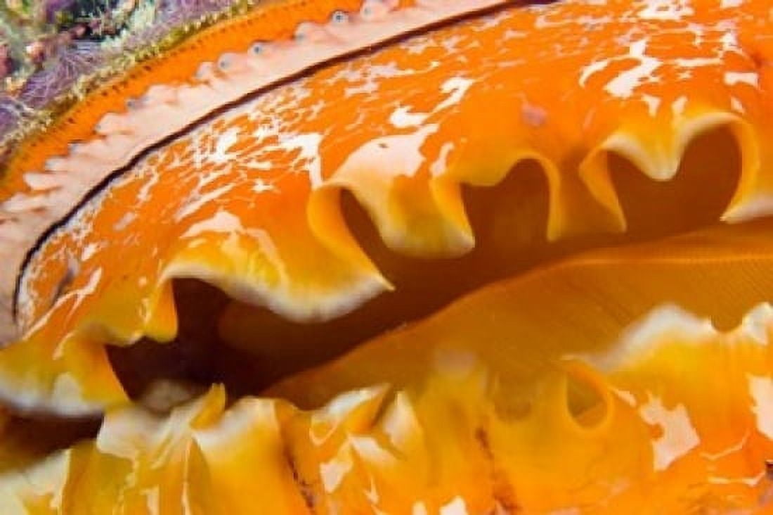 Thorny Oyster Mantle Detail and Eyes Banda Sea Indonesia Canvas Art - Stuart Westmorland DanitaDelimont (36 x 24)