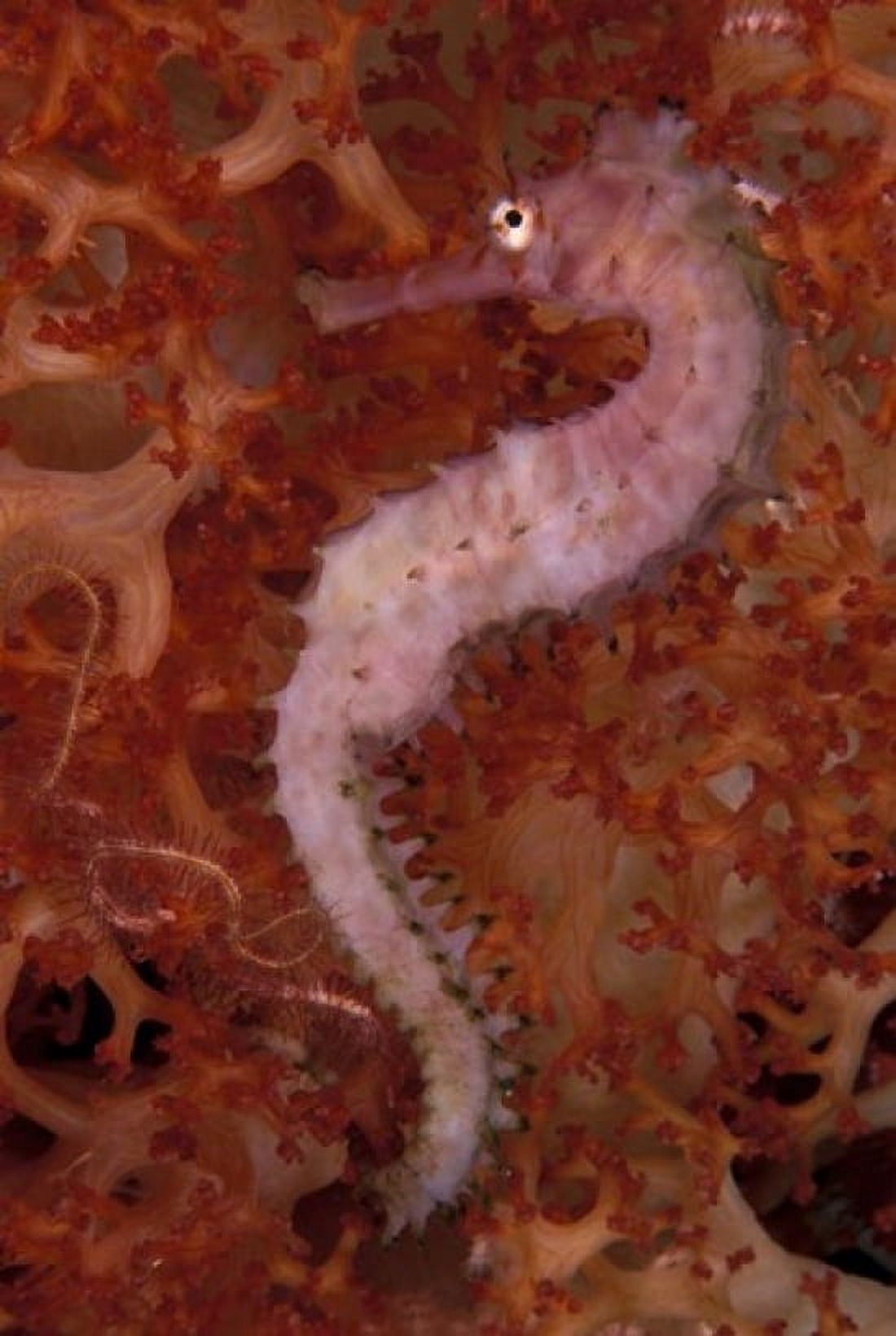 Thorny Seahorse on Soft Coral Indonesia Canvas Art - Michele Westmorland DanitaDelimont (24 x 36)