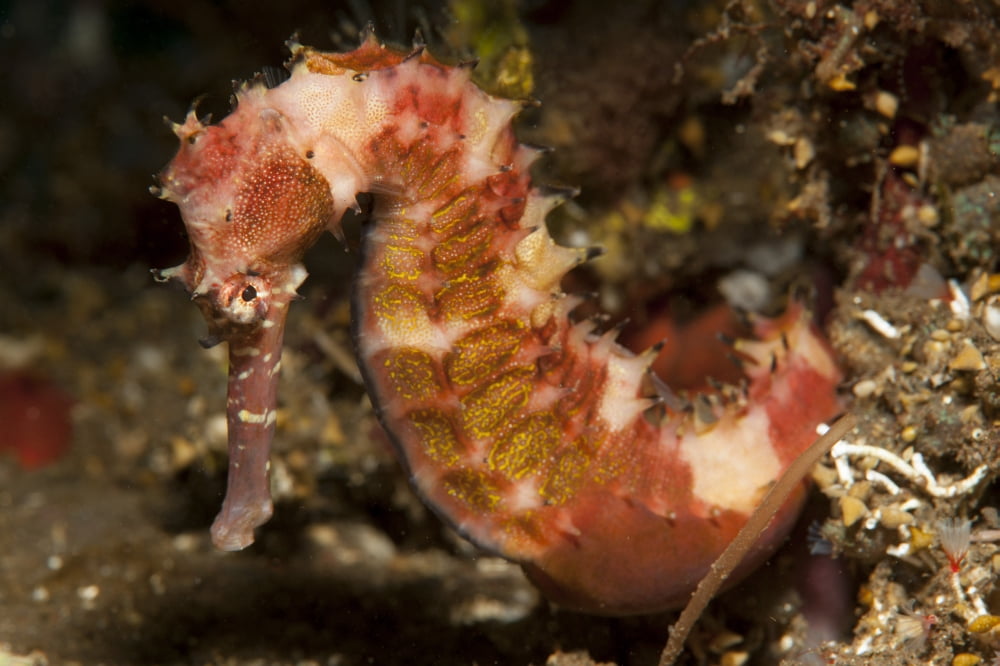 Thorny seahorse side view red and pink with yellow markings Bali Canvas Art - Steve JonesStocktrek Images (35 x 23)