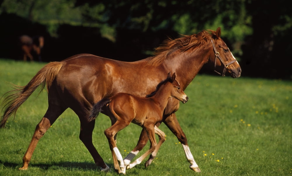 Thoroughbred Chestnut Mare & Foal Ireland Canvas Art - The Irish Image Collection Design Pics (18 x 11)
