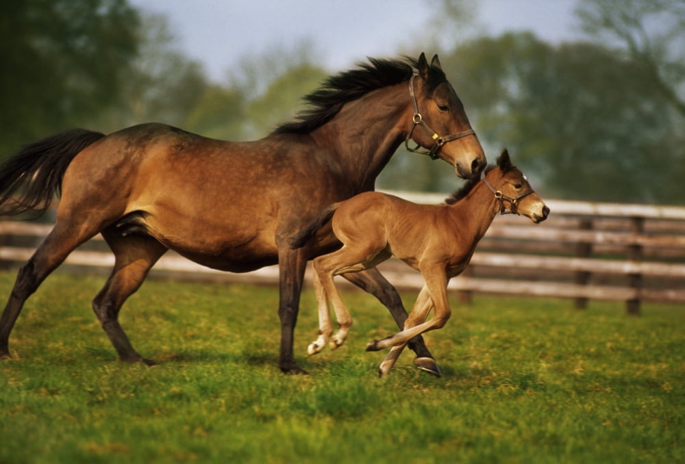 Thoroughbred Chestnut Mare & Foal Ireland Canvas Art - The Irish Image Collection Design Pics (18 x 12)