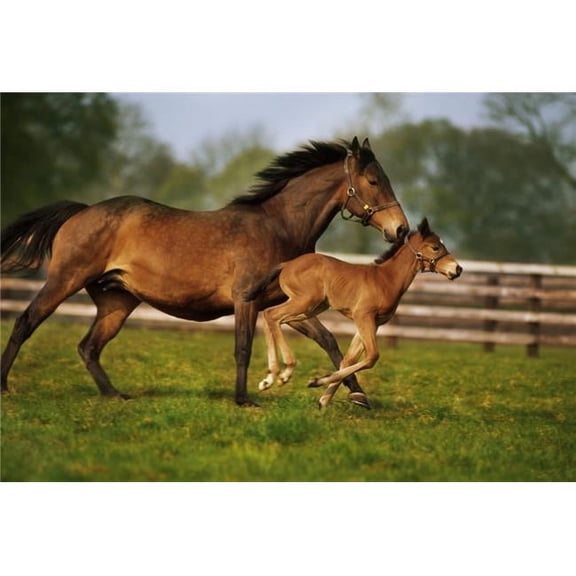 Thoroughbred Chestnut Mare and Foal  Ireland Poster Print