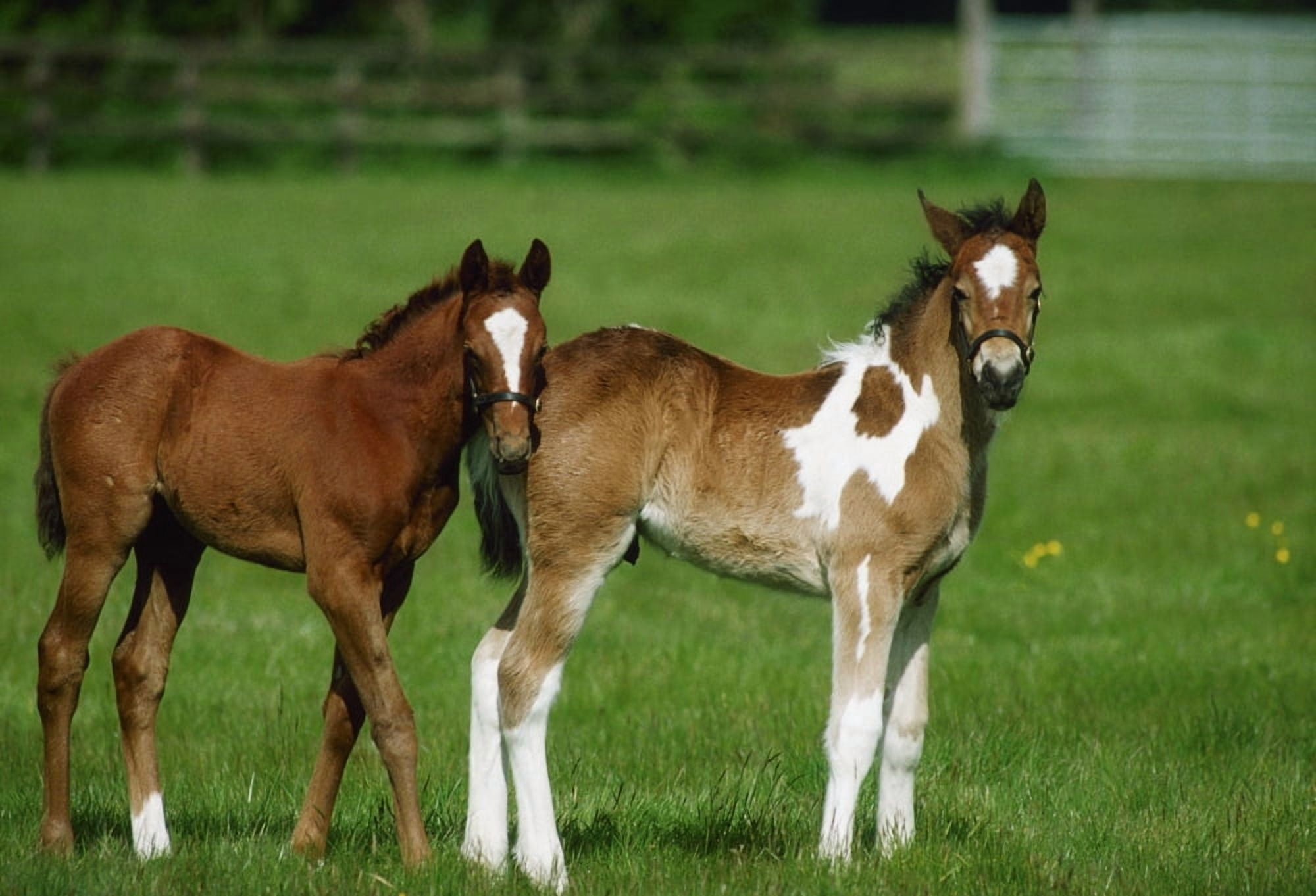 Thoroughbred Foal And Half-Breed Canvas Art - The Irish Image Collection Design Pics (18 x 12)