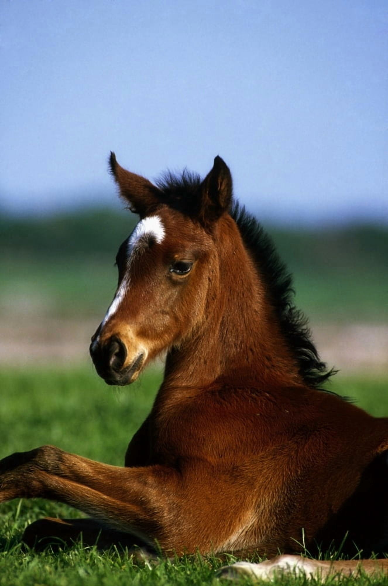 Thoroughbred Foal Co Kildare Ireland Canvas Art - The Irish Image Collection  Design Pics (12 x 18)