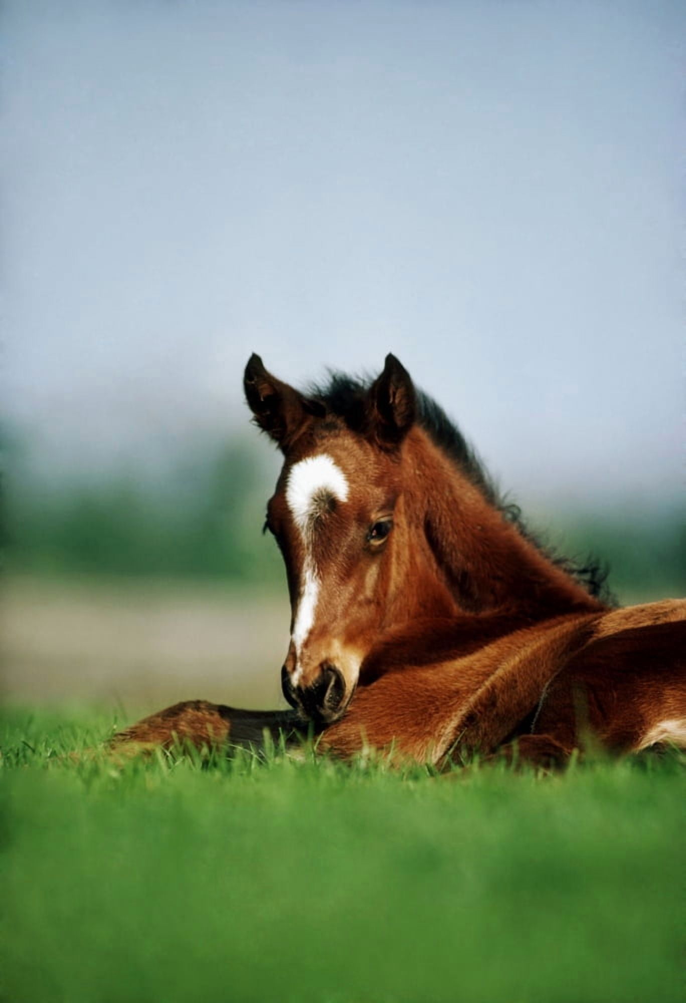 Thoroughbred Foal Ireland Canvas Art - The Irish Image Collection Design Pics (24 x 36)