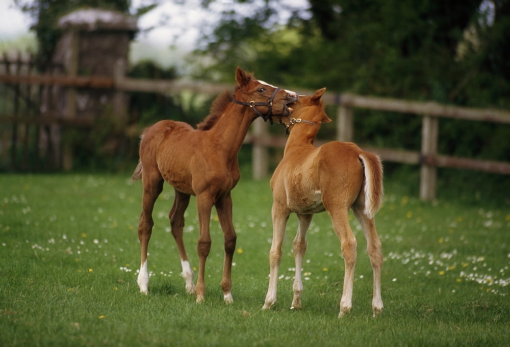 Thoroughbred Foal Ireland Canvas Art - The Irish Image Collection Design Pics (36 x 24)