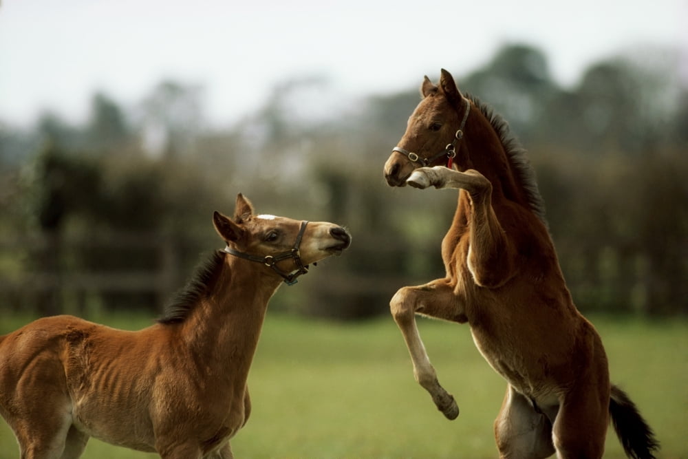 Thoroughbred Foals Playing Ireland Canvas Art - The Irish Image Collection Design Pics (18 x 12)