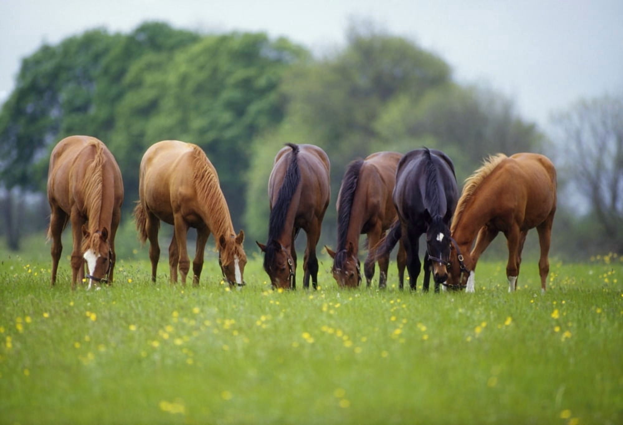 Thoroughbred Horse Ireland Canvas Art - The Irish Image Collection Design Pics (18 x 12)
