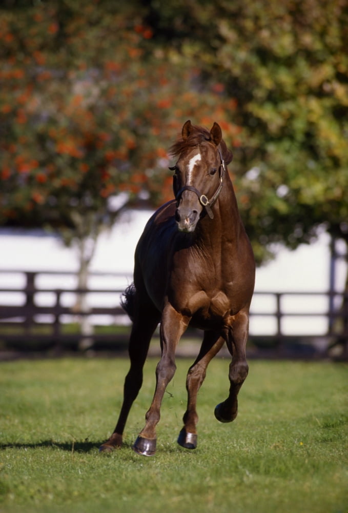 Thoroughbred Horse Ireland Canvas Art - The Irish Image Collection Design Pics (24 x 36)