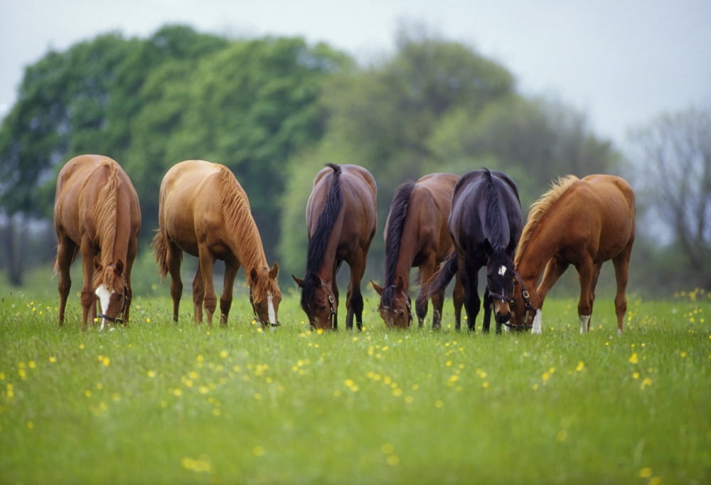 Thoroughbred Horse Ireland Canvas Art - The Irish Image Collection Design Pics (36 x 24)