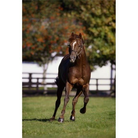 Thoroughbred Horse  Ireland Poster Print