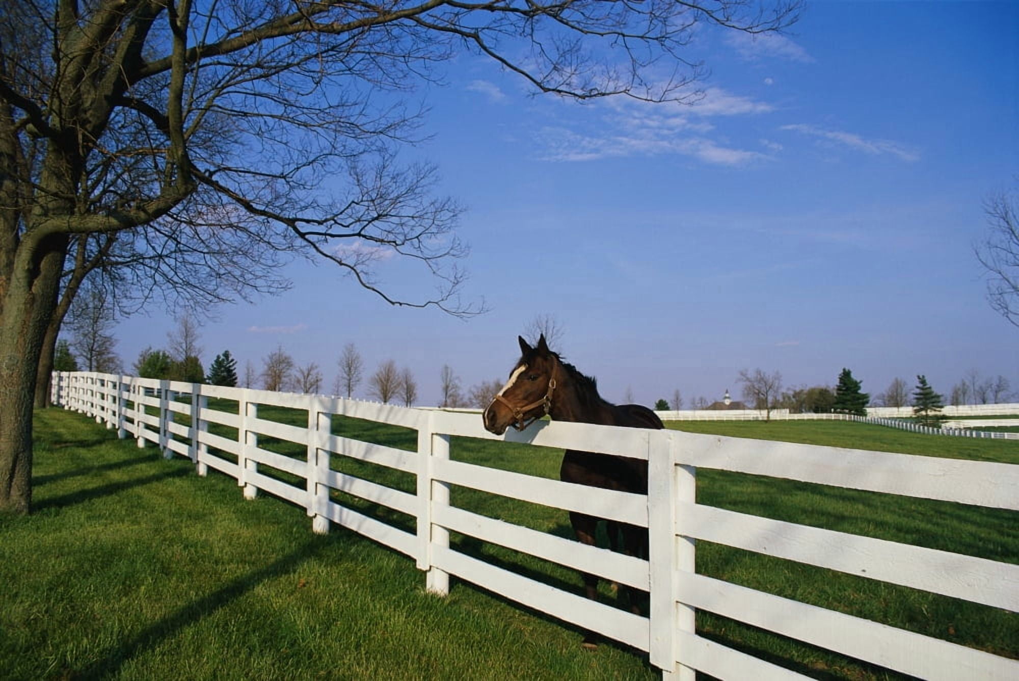 Thoroughbred Horse Lexington KY Canvas Art - Panoramic Images (36 x 12)