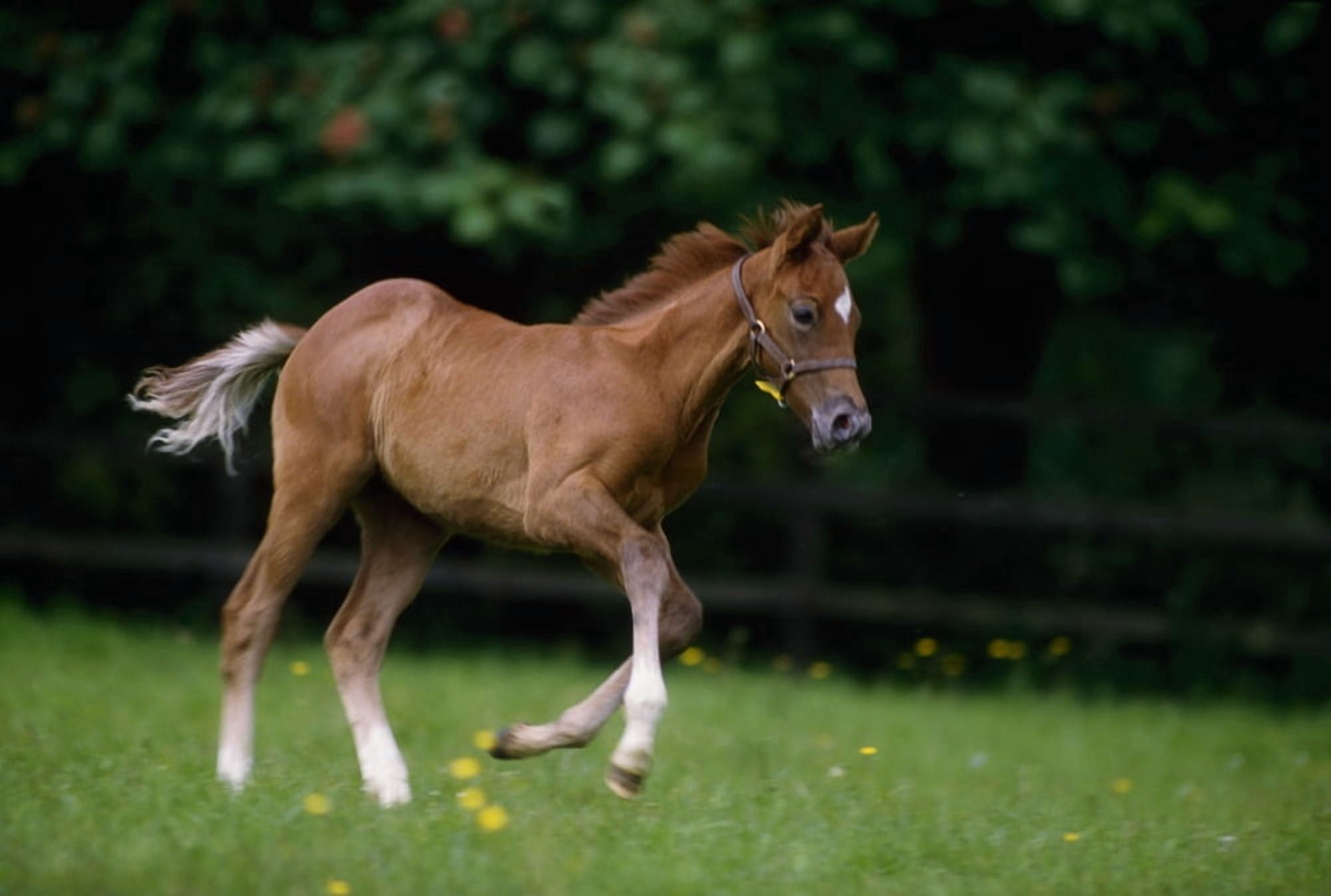 Thoroughbred Horse National Stud Ireland Canvas Art - The Irish Image Collection Design Pics (36 x 24)