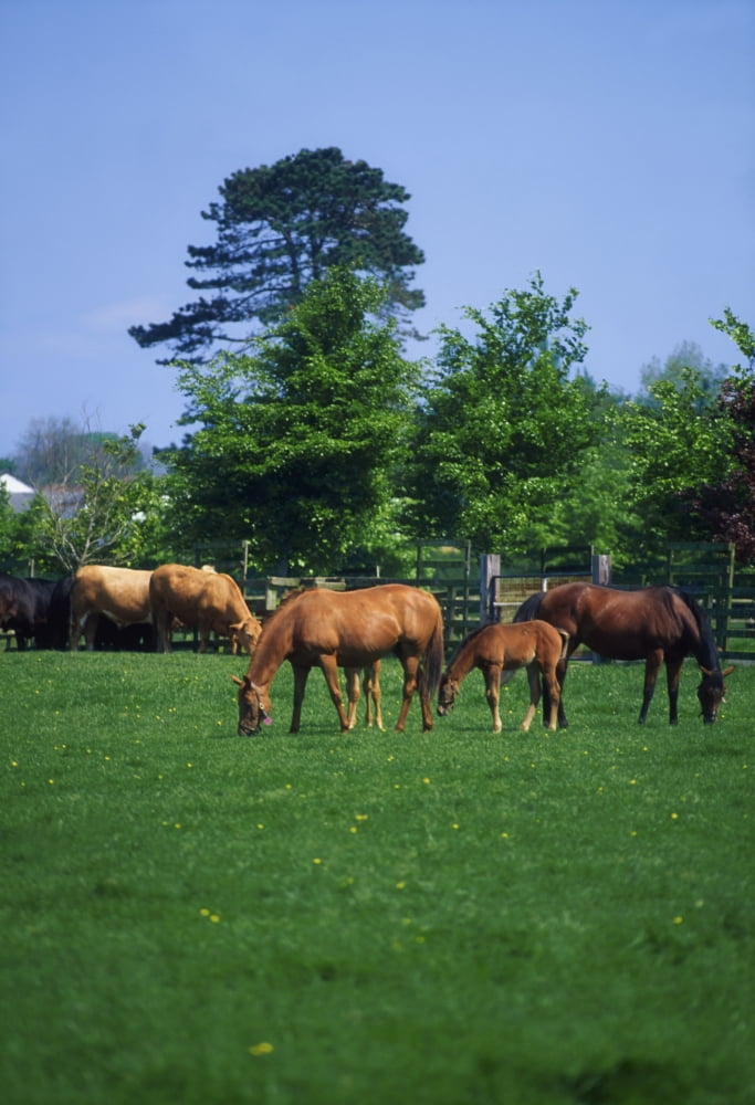 Thoroughbred Horses Canvas Art - The Irish Image Collection Design Pics (12 x 18)